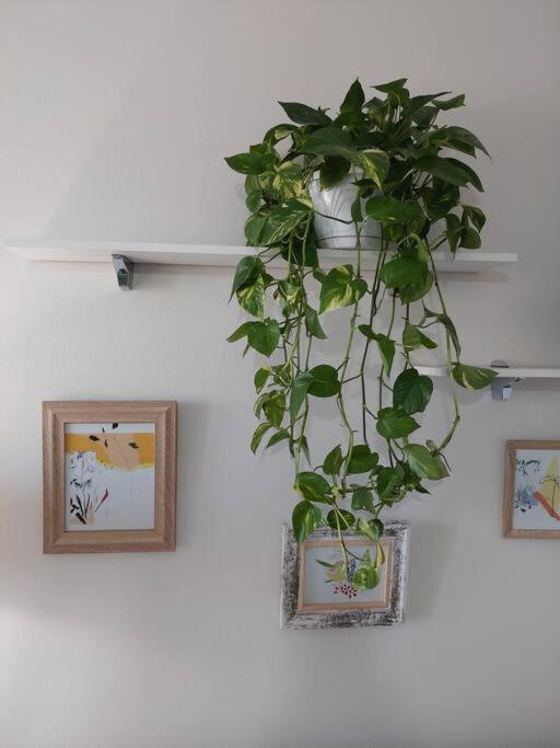 The Dekori Flat Shkoder